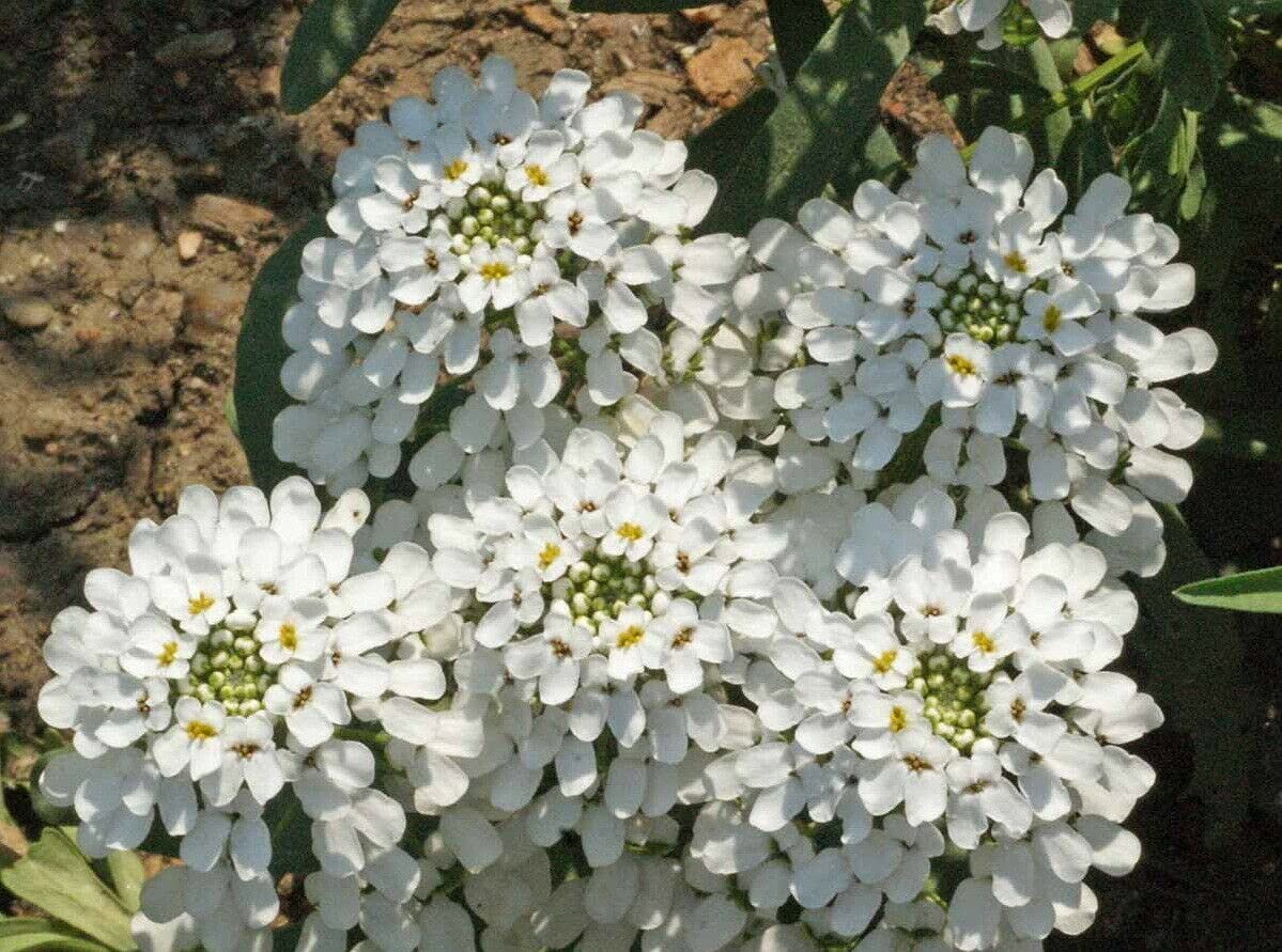 White Amara Empress Candytuft Seeds for Elegant White Flowers