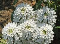 White Amara Empress Candytuft Seeds for Elegant White Flowers