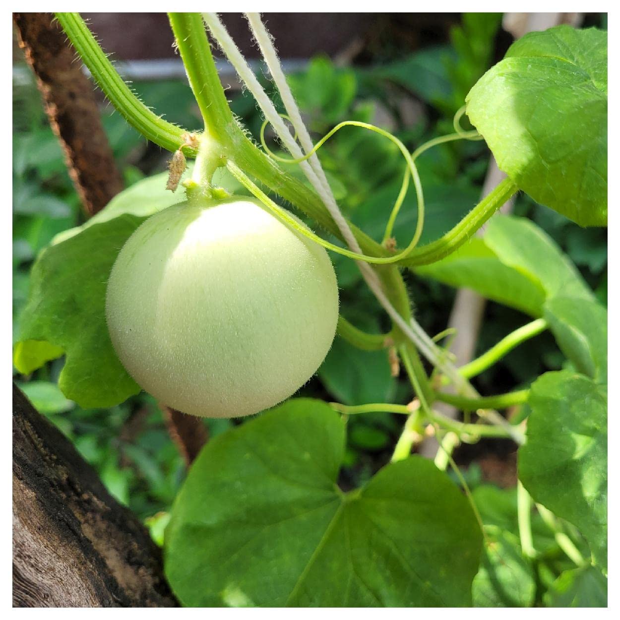 Planting Green Honeydew Melon Seeds, Easy Growing Instructions