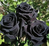 Black Rose Flower seeds for Planting Shade Tolerant Heirloom & GMO Free Seeds for Home Garden
