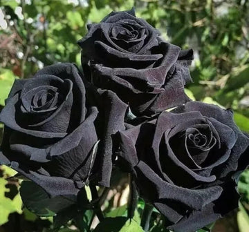 Black Rose Flower seeds for Planting Shade Tolerant Heirloom & GMO Free Seeds for Home Garden