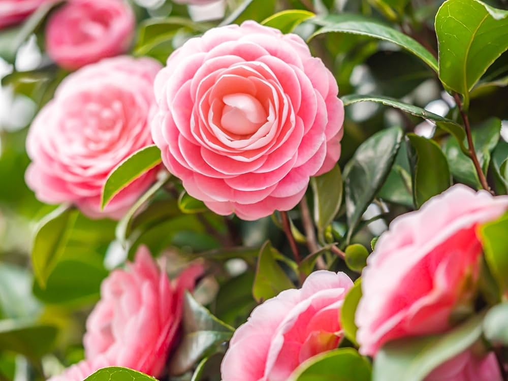 Camellia Flower seeds for Planting Bright Blooms Heirloom & GMO Free Seeds for Home Garden