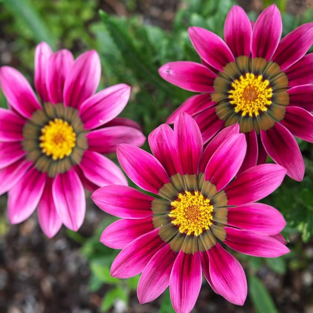 Gazania Pink Flower seeds for Planting - Bright Blooms, Heirloom & GMO Free Seeds for Home Garden