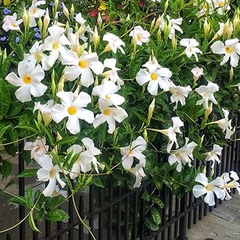 White Mandevilla Flower seeds for Planting Cottage Garden Essential Heirloom & GMO Free Seeds for Home Garden