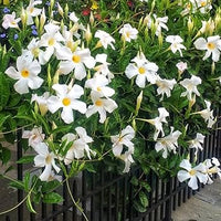 White Mandevilla Flower seeds for Planting Cottage Garden Essential Heirloom & GMO Free Seeds for Home Garden