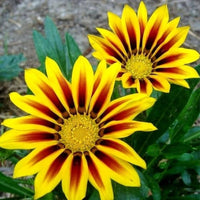 Gazania Sole Mix Gazania rigens Seeds for Planting flower bed drought tolerant garden