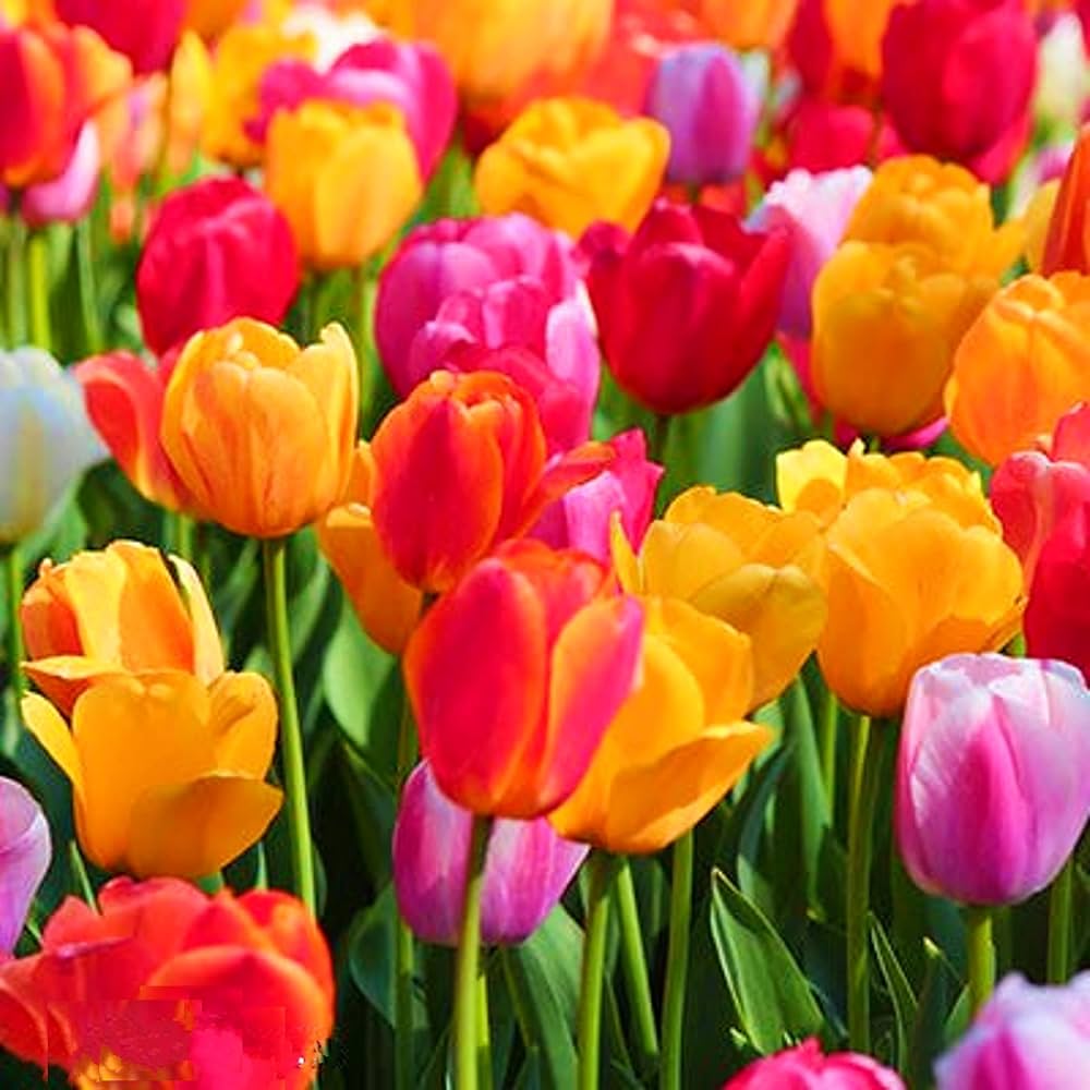 Tulip Flower Seeds - Vibrant Yellow and Red Blossoms for Stunning Garden Planting