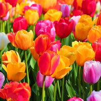 Tulip Flower Seeds - Vibrant Yellow and Red Blossoms for Stunning Garden Planting