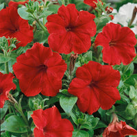 Petunia Red Easy Wave Flower Seeds for Planting - Vibrant Annual Blooms