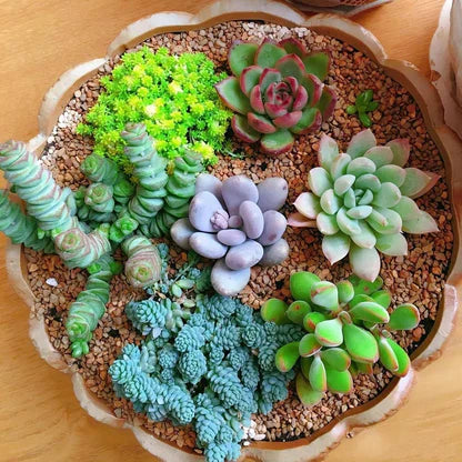 Mixed Sedum Flower seeds for Planting - Cut Flower Favorite, Heirloom & GMO Free Seeds for Home Garden
