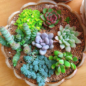 Rare Succulent Bonsai Flowers for planting