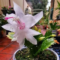 White Schlumbergera Flower seeds for Planting - Seasonal Bloomer, Heirloom & GMO Free Seeds for Home Garden