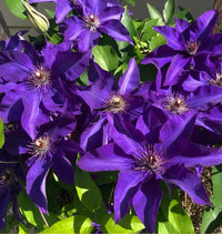 Climbing Clematis Violet  Perennial Flower seeds for Planting - Fragrant Blossoms, Heirloom & GMO Free Seeds for Home Garden