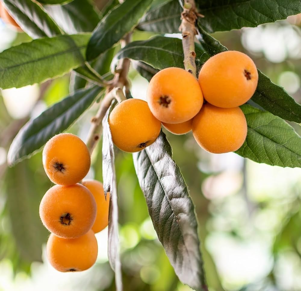Loquat Fruit Seeds: Complete Planting Guide