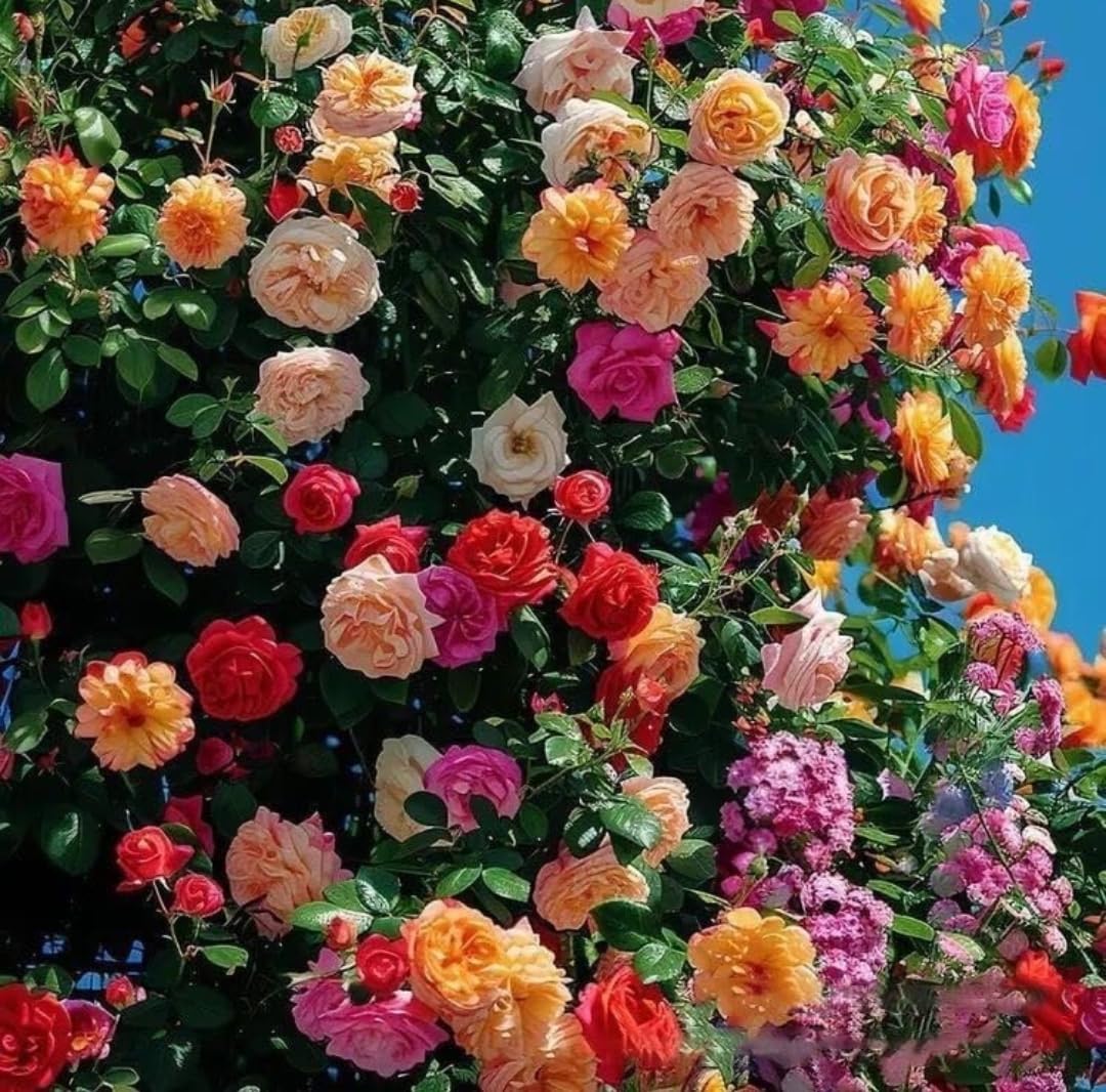 Mixed Colour Rose Tree Flower Seeds for Planting Colorful Display Heirloom & GMO Free Seeds for Home Garden
 
 Sale