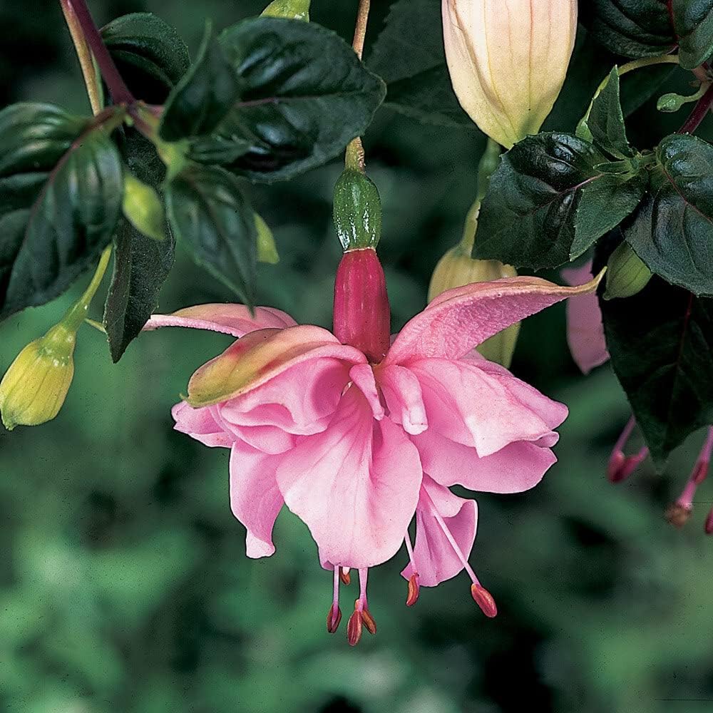 Fuchsias Flower seeds for Planting - Hardy Variety, Heirloom & GMO Free Seeds for Home Garden
 
 Sale for planting in home garden
