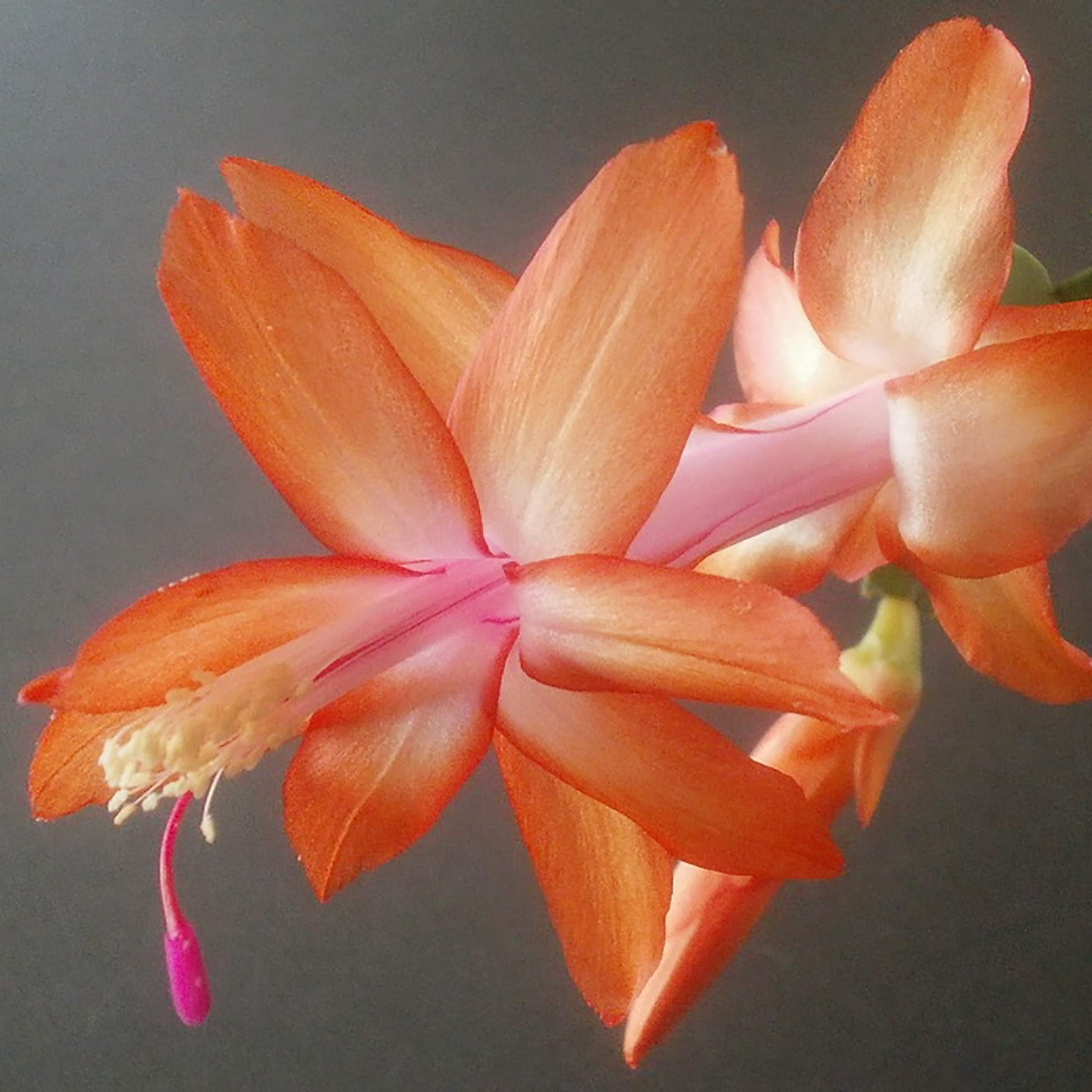 Orange Schlumbergera Flower seeds for Planting Perfect for Borders Heirloom & GMO Free Seeds for Home Garden
