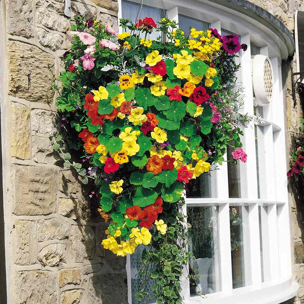 Nasturzio Jewel Mix Flower Seeds – Bright, Edible Blooms