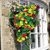 Nasturzio Jewel Mix Flower Seeds – Bright, Edible Blooms