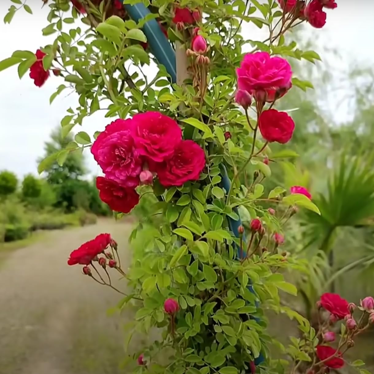 Red Pink Climbing Rose Flower seeds for Planting - Bright Blooms, Heirloom & GMO Free Seeds for Home Garden
 
 Sale