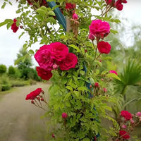 Red Pink Climbing Rose Flower seeds for Planting - Bright Blooms, Heirloom & GMO Free Seeds for Home Garden
 
 Sale