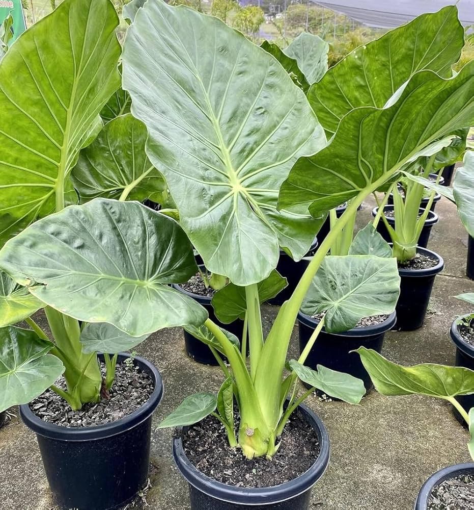 Green Giant Elephant Ear Flower seeds for Planting Fragrant Blossoms Heirloom & GMO Free Seeds for Home Garden 
 
 Sale