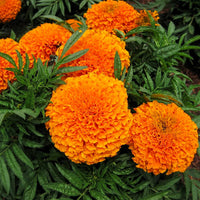 Orange Aztec Marigold Flower Seeds for Vibrant Annual Gardens