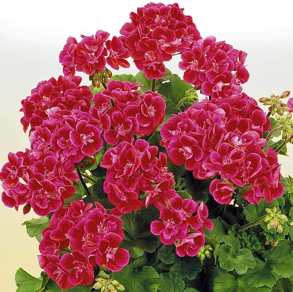 Violet Red Geranium Flower Seeds for Planting, Heirloom Non-GMO, High Germination Organic Garden Seeds