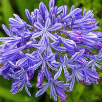 Violet Agapanthus Flower seeds for Planting Hardy Variety Heirloom & GMO Free Seeds for Home Garden 
 
 Sale