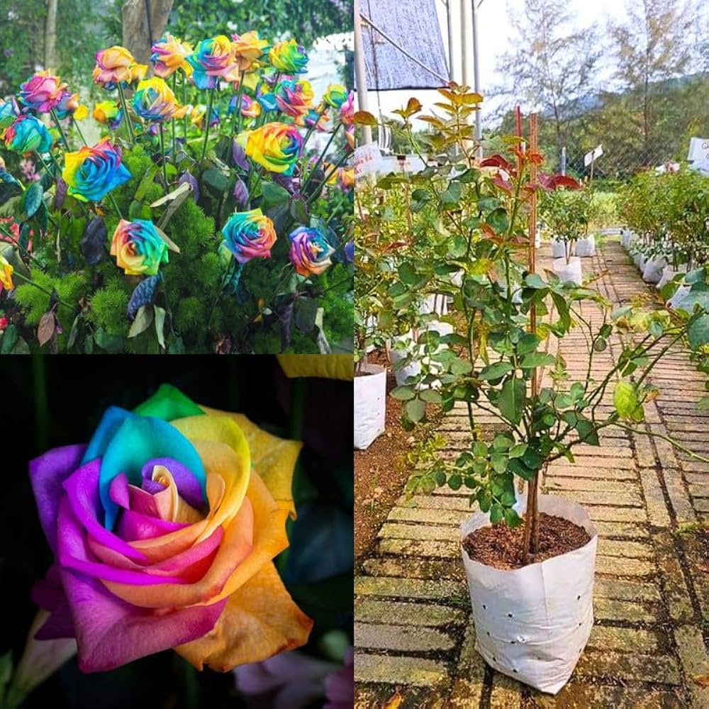 Brown Rainbow Potted Rose Flower Seeds for Planting Pollinator Friendly Heirloom & GMO Free Seeds for Home Garden
 
 Sale