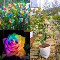 Brown Rainbow Potted Rose Flower Seeds for Planting Pollinator Friendly Heirloom & GMO Free Seeds for Home Garden
 
 Sale