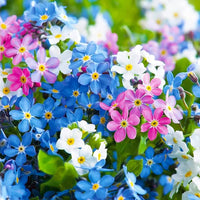 Mix Nezabudka Flower Seeds for Planting Sun Loving Heirloom & GMO Free Seeds for Home Garden
 
 Sale