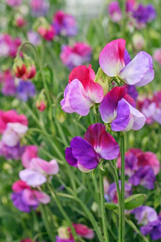Heirloom Sweet Pea Flower seeds for Planting Cut Flower Favorite Heirloom & GMO Free Seeds for Home Garden