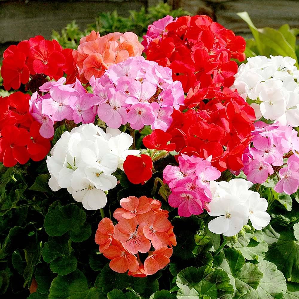 Multi-Colour Geranium Flower seeds for Planting - Low Maintenance, Heirloom & GMO Free Seeds for Home Garden