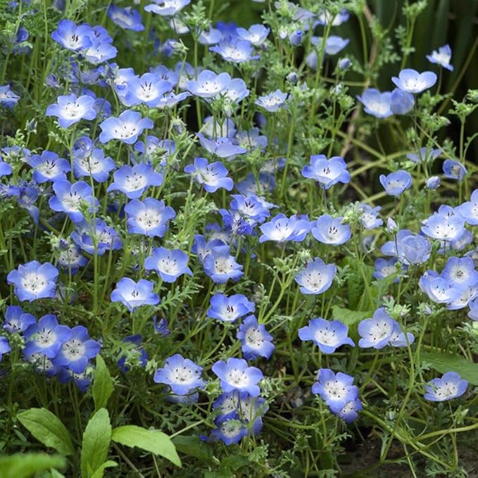 Baby-blue Eyes Seeds (Nemophila Menziesii) for Charming, Blue Blooms