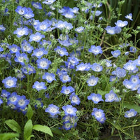 Baby-blue Eyes Seeds (Nemophila Menziesii) for Charming, Blue Blooms