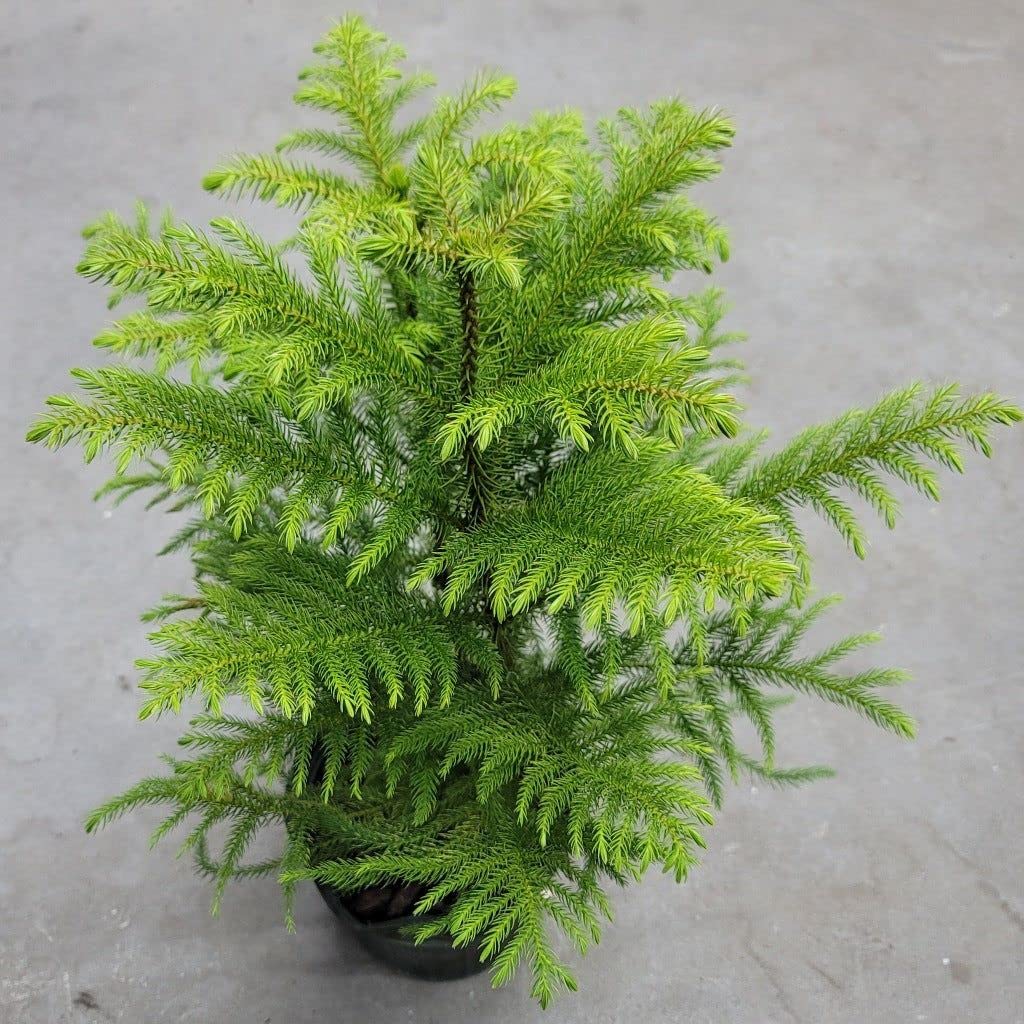 Green Araucaria Flower seeds for Planting - Colorful Display, Heirloom & GMO Free Seeds for Home Garden
