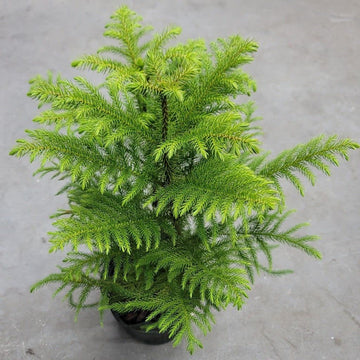 Green Araucaria Flower seeds for Planting - Colorful Display, Heirloom & GMO Free Seeds for Home Garden
