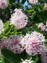 Dais Cotinifolia Flower seeds for Planting Vibrant Colors Heirloom & GMO Free Seeds for Home Garden 
 
 Sale
