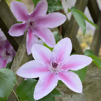 Clematis Baby Pink Flower seeds for Planting - Perfect for Borders, Heirloom & GMO Free Seeds for Home Garden