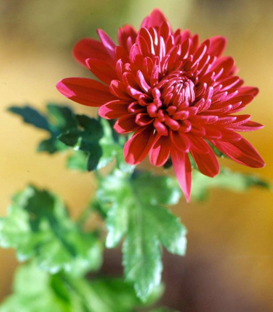 Chrysanthemum Morifolium Red Seeds for Planting Flower Bed Balcony Garden