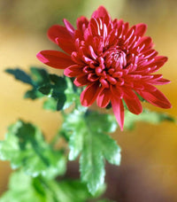 Chrysanthemum Morifolium Red Seeds for Planting Flower Bed Balcony Garden