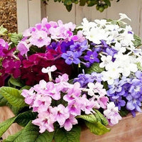 Italy Cape Primrose Streptocarpus spp Flower Seeds for Planting in Indoor Garden and Containers