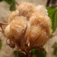 Shades of Brown Flower Seeds – Unique Garden Color Mix