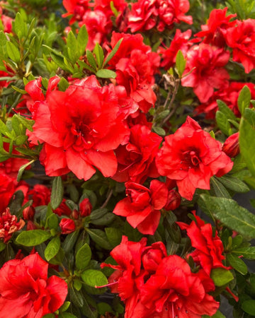 Premium Red Azalea Seeds for Planting