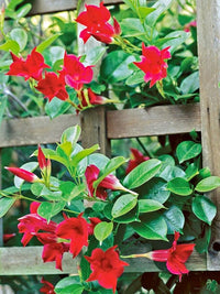 Dipladenia Flower seeds for Planting Colorful Display Heirloom & GMO Free Seeds for Home Garden
