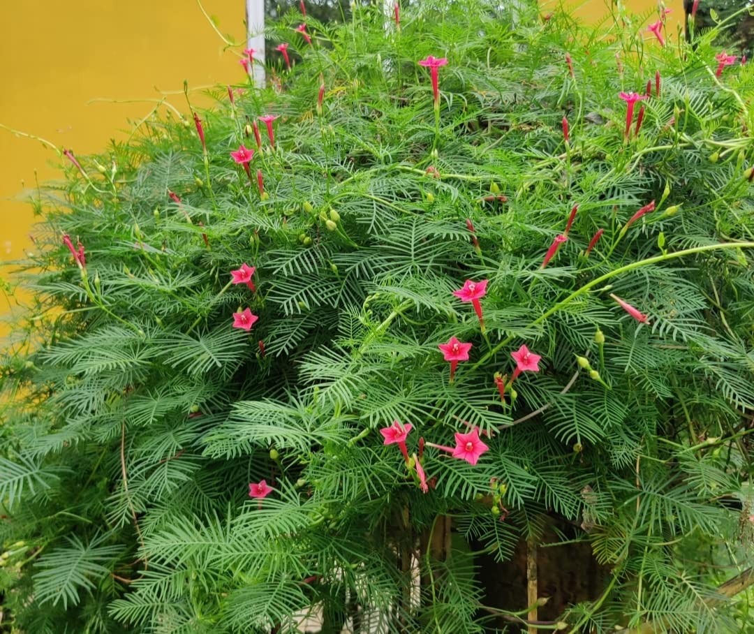 Pink Vinca Art Cypress Seeds or Creeper Flower seeds for Planting - Premium Quality, Heirloom & GMO Free Seeds for Home Garden