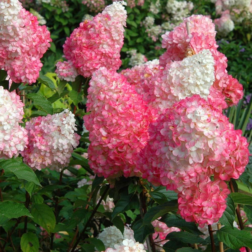 Vanilla Strawberry Hydrangea Hydrangea macrophylla Flower Seeds for Planting in Garden
