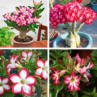 Adenium Obesum Flower seeds for Planting - Colorful Display, Heirloom & GMO Free Seeds for Home Garden