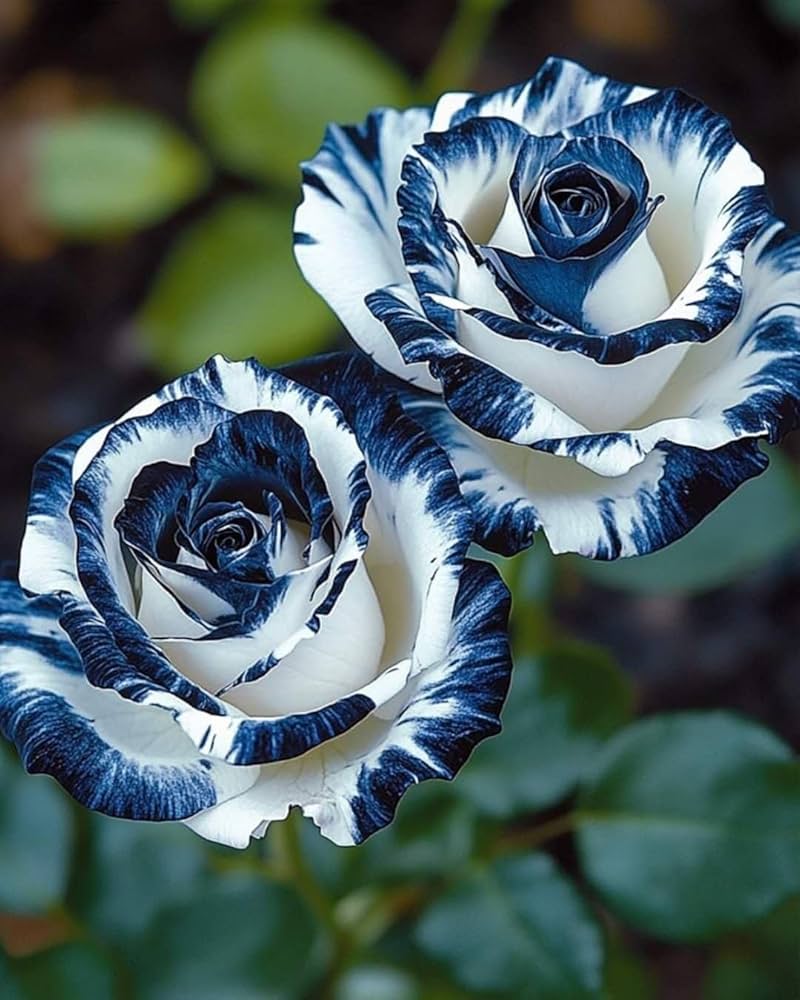Rose Seeds for Planting  Create a Beautiful Rose Garden